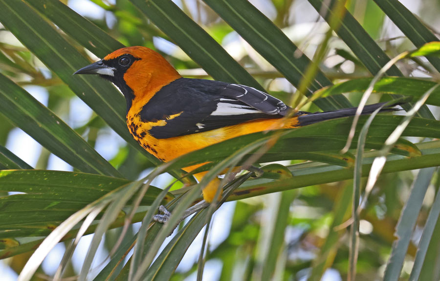 Spot-breasted Oriole