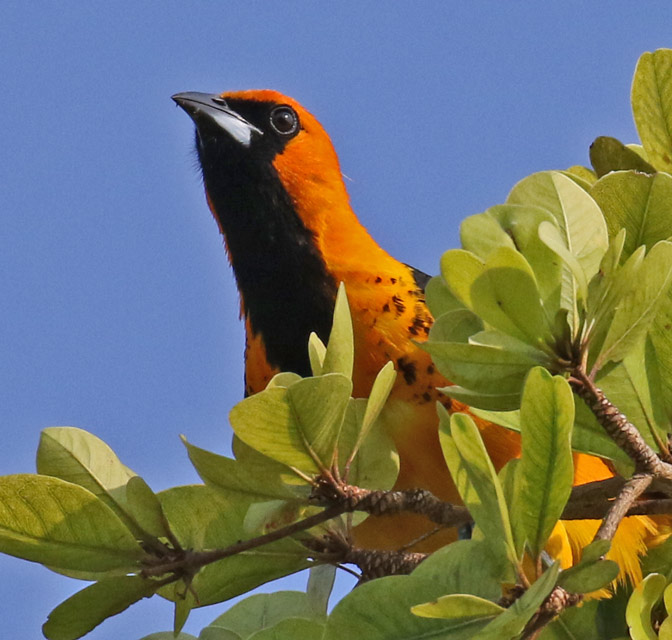Spot-breasted Oriole