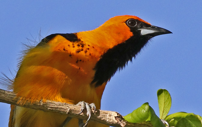Spot-breasted Oriole