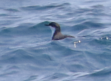 Scripps's Murrelet