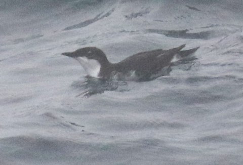 Scripps's Murrelet