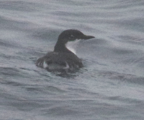 Scripps's Murrelet