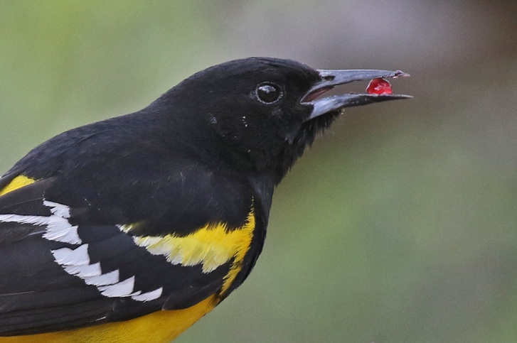 Scott's Oriole photo #2