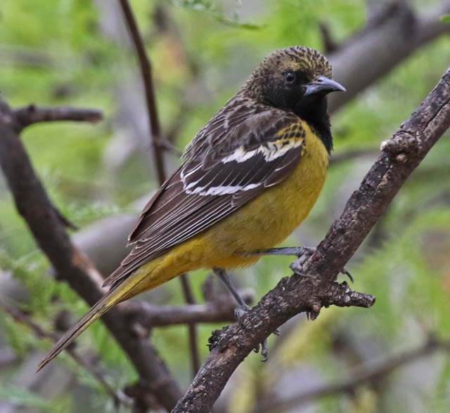 Scott's Oriole photo #2