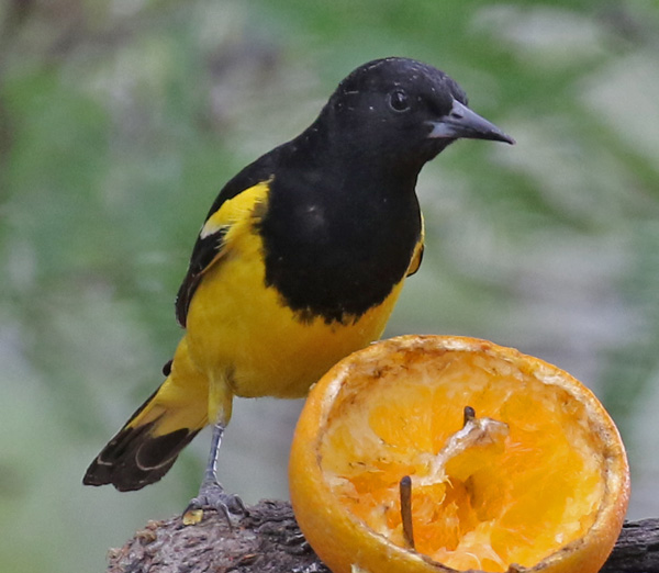 Scott's Oriole photo #3