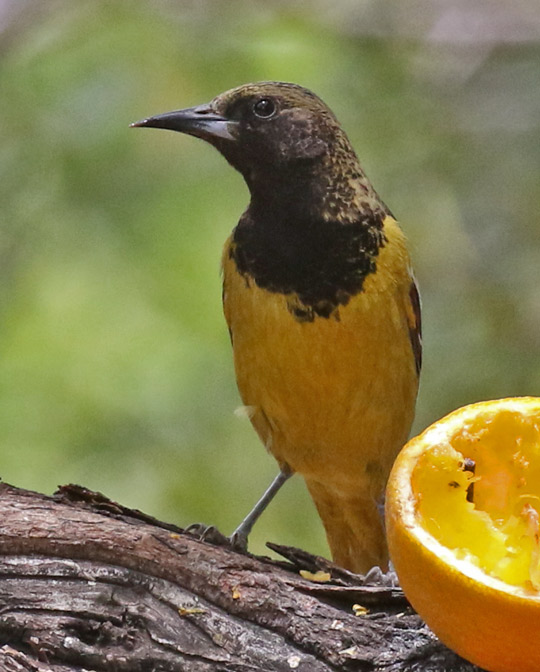 Scott's Oriole photo #3