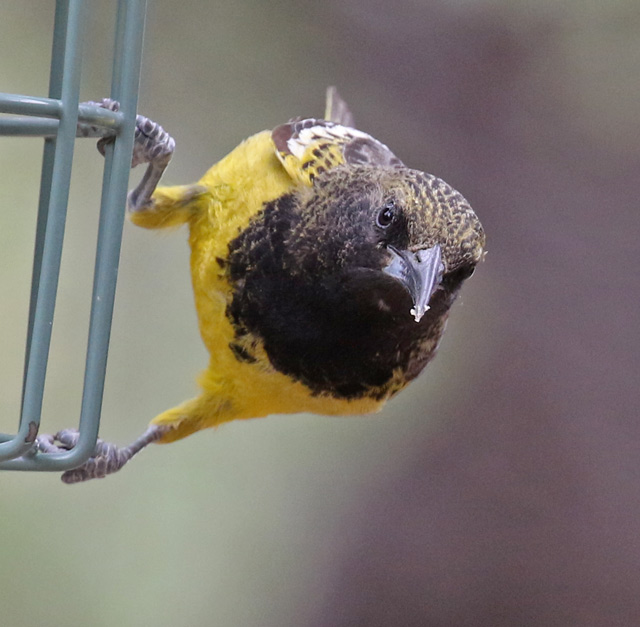 Scott's Oriole photo #4