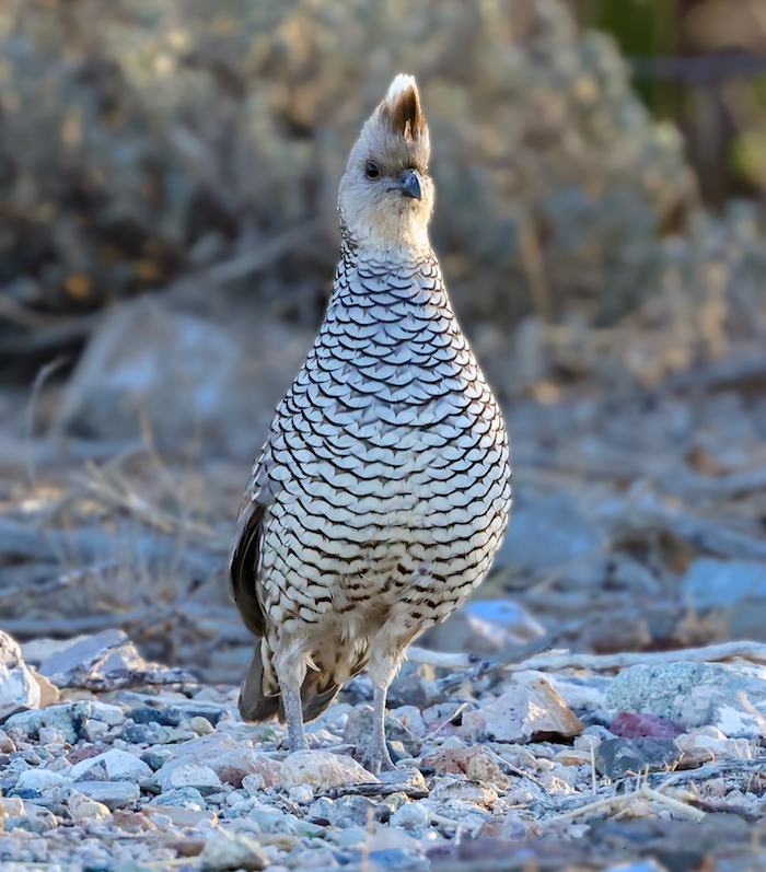 Scaled Quail