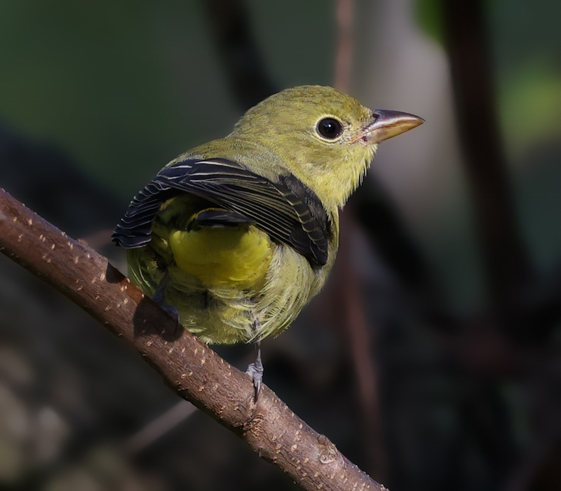 Scarlet Tanager (fall)