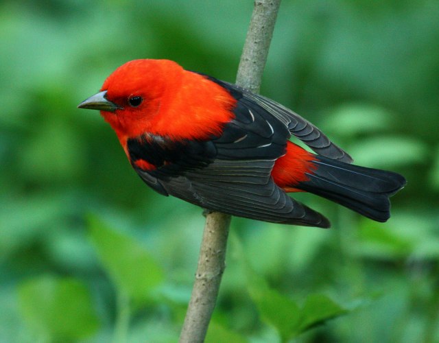 Scarlet Tanager (breeding-plumed male)