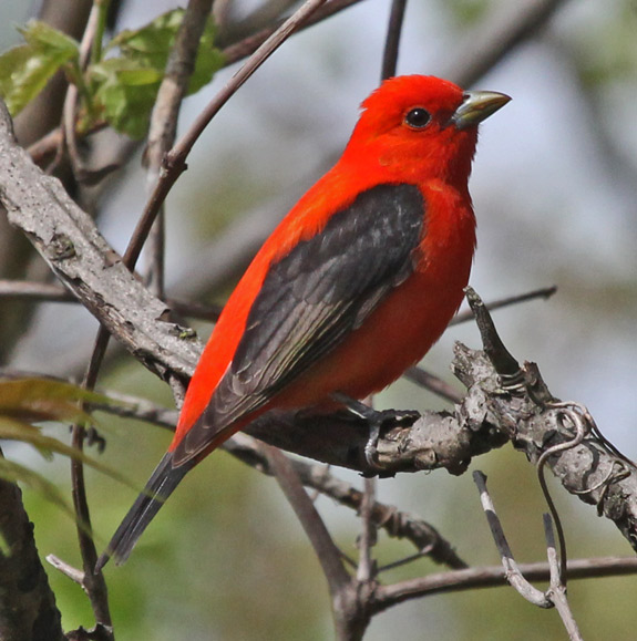 Scarlet Tanager (breeding-plumed male)