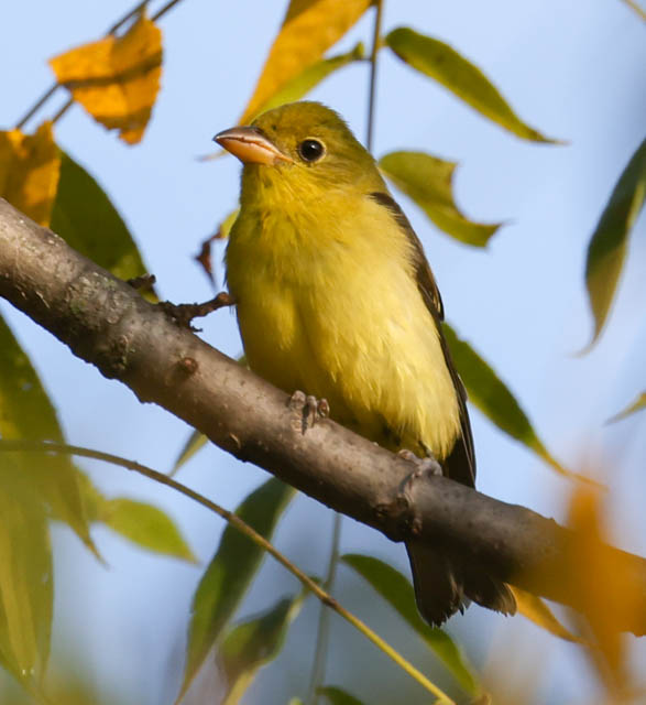 Scarlet Tanager (fall)