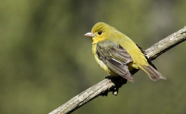 Scarlet Tanager (female)