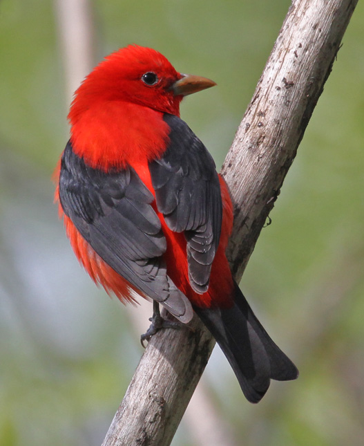Scarlet Tanager (breeding-plumed male)
