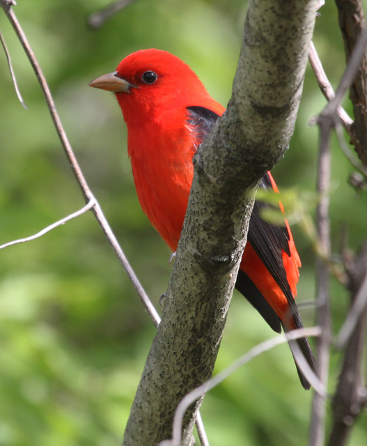 Scarlet Tanager (breeding-plumed male)
