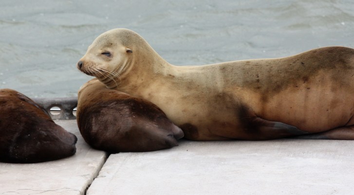 California Sea Lion