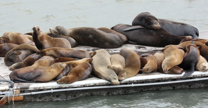 California Sea Lion