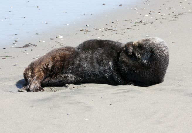 Sea Otter