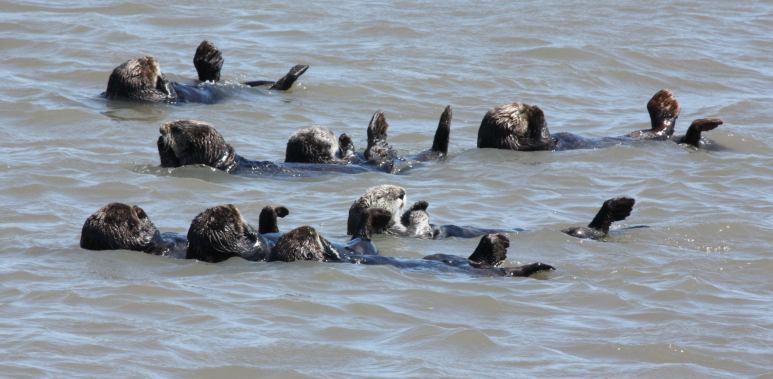 Sea Otter