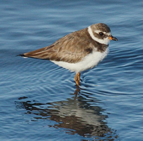 Semipalmated Plover