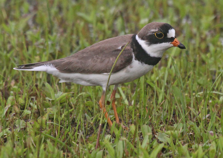 Semipalmated Plover