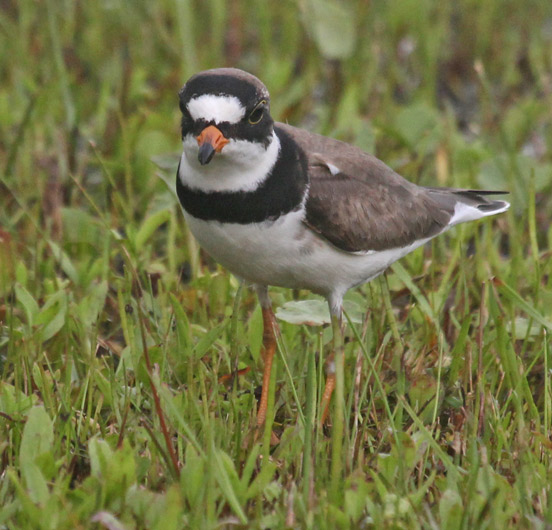 Semipalmated Plover