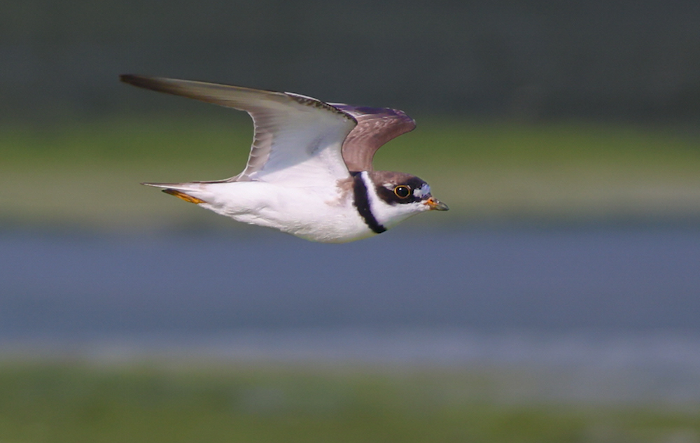 Semipalmated Plover (fall adult)