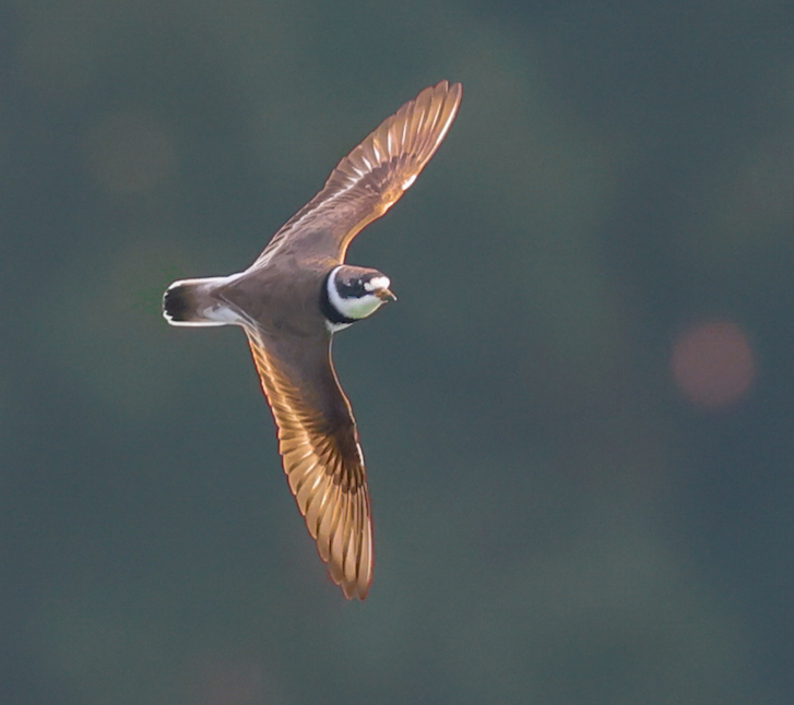 Semipalmated Plover (fall adult)