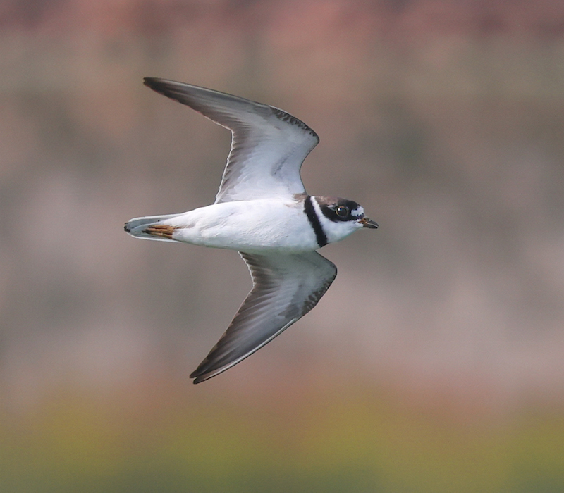 Semipalmated Plover (fall adult)