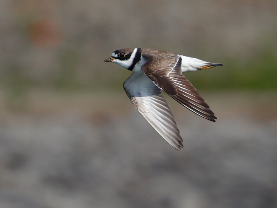 Semipalmated Plover (fall adult)