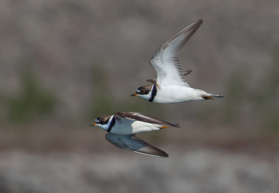 Semipalmated Plover (fall adult)