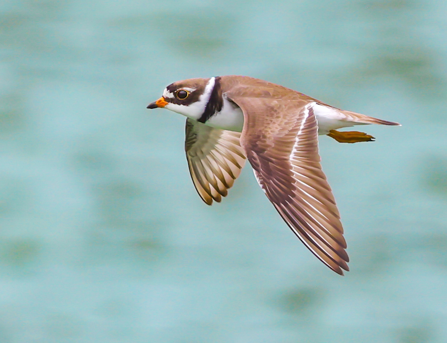 Semipalmated Plover (fall adult)