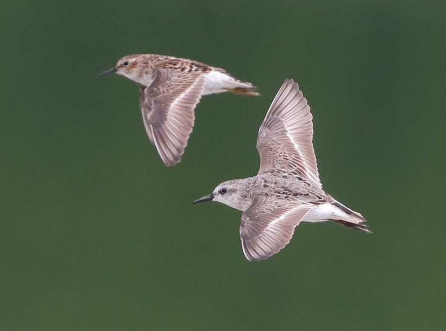 Semipalmated Sandpiper (fall adult)