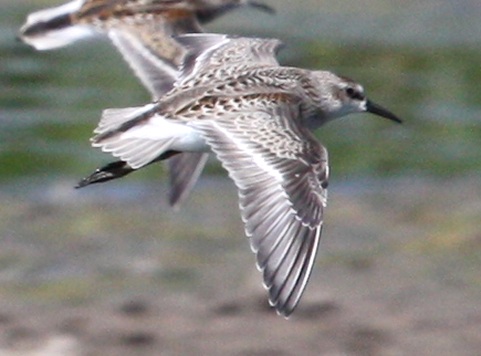 Semipalmated Sandpiper (juvenile in flight)