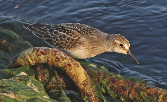 Semipalmated Sandpiper (juvenile) photo #4