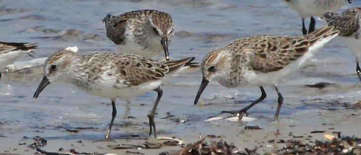 Semipalmated Sandpiper (with tilted up tail)