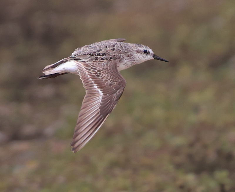 Semipalmated Sandpiper (fall adult)
