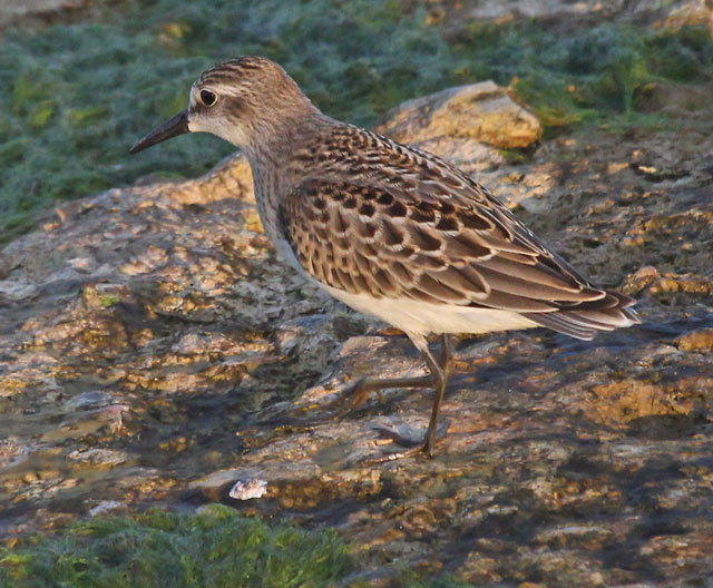Semipalmated Sandpiper (juvenile) photo #5