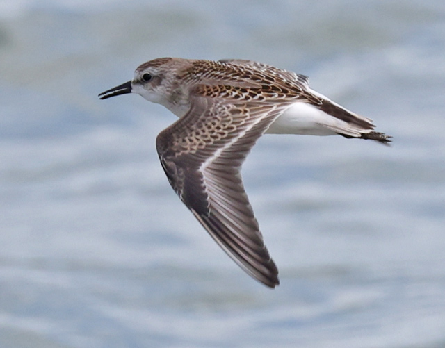 Semipalmated Sandpiper (juvenile in flight)
