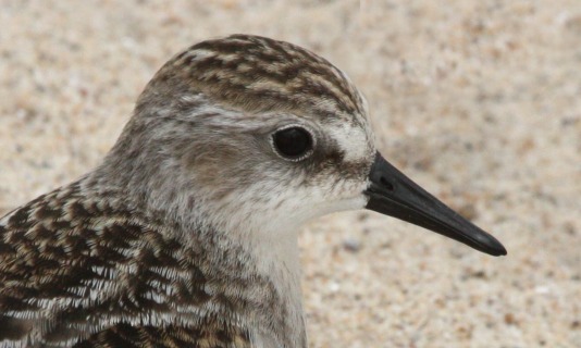 Semipalmated Sandpiper (juvenile) photo #8