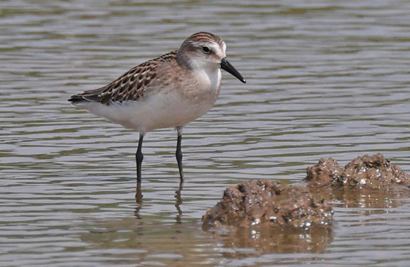 Semipalmated Sandpiper (juvenile) photo #3