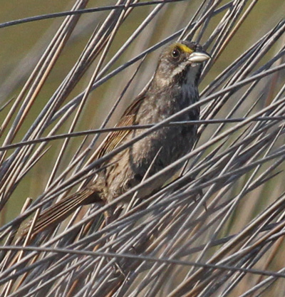 Seaside Sparrow