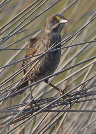 Seaside Sparrow