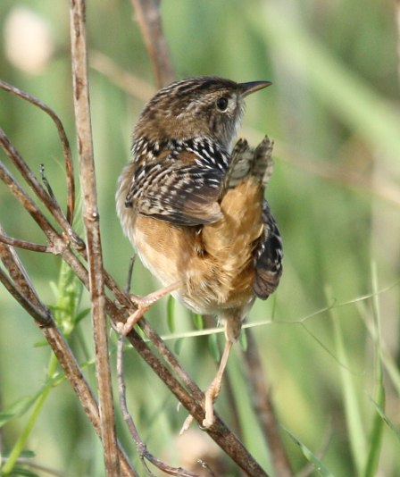 Sedge Wren photo #6