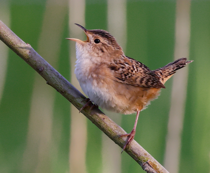 Sedge Wren photo #2