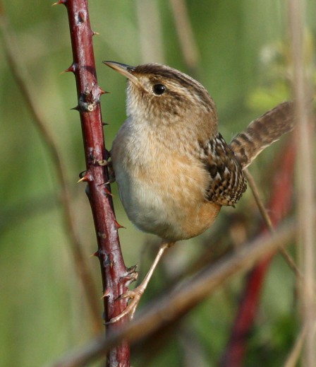Sedge Wren photo #4