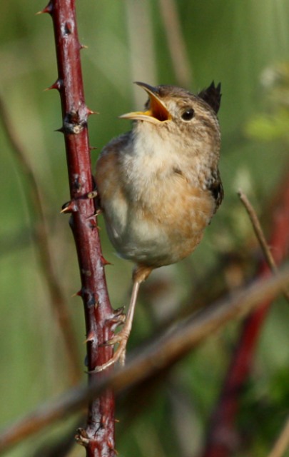 Sedge Wren photo #5