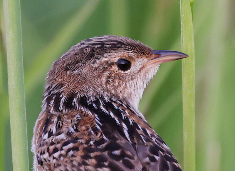 Sedge Wren photo #3