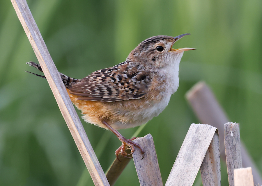 Sedge Wren photo #1