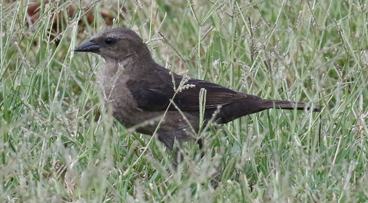 Shiny Cowbird
